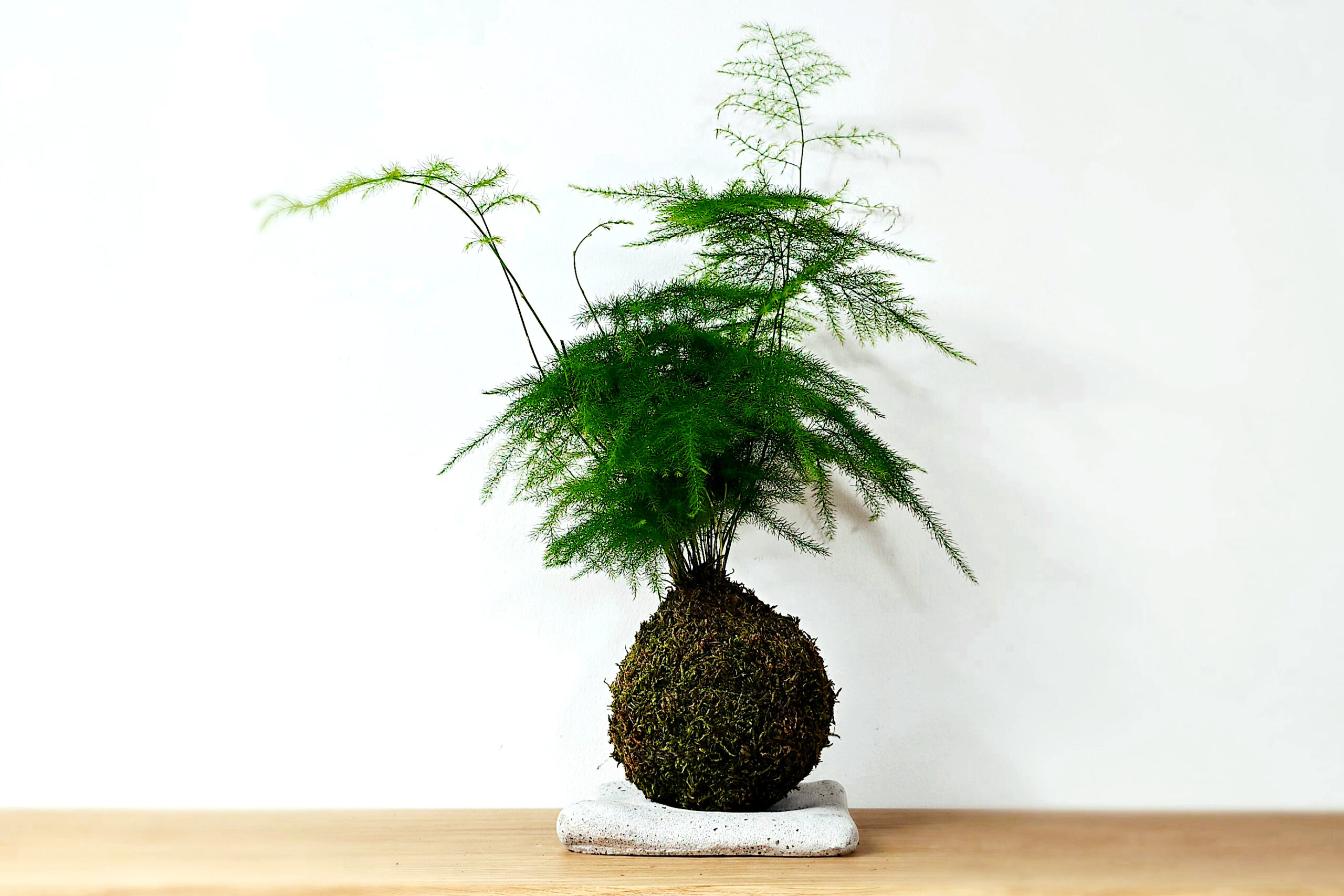 Kokedama z asparagusem pierzastym na betonowej podstawce