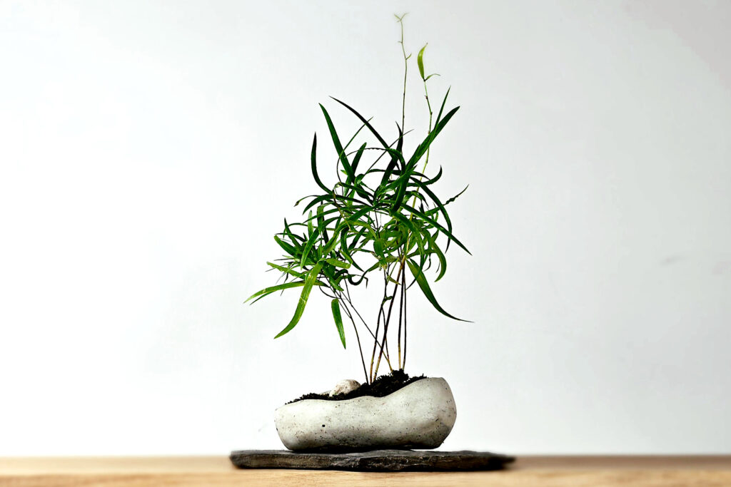 kusamono w betonowym naczyniu na kamiennej podstawce