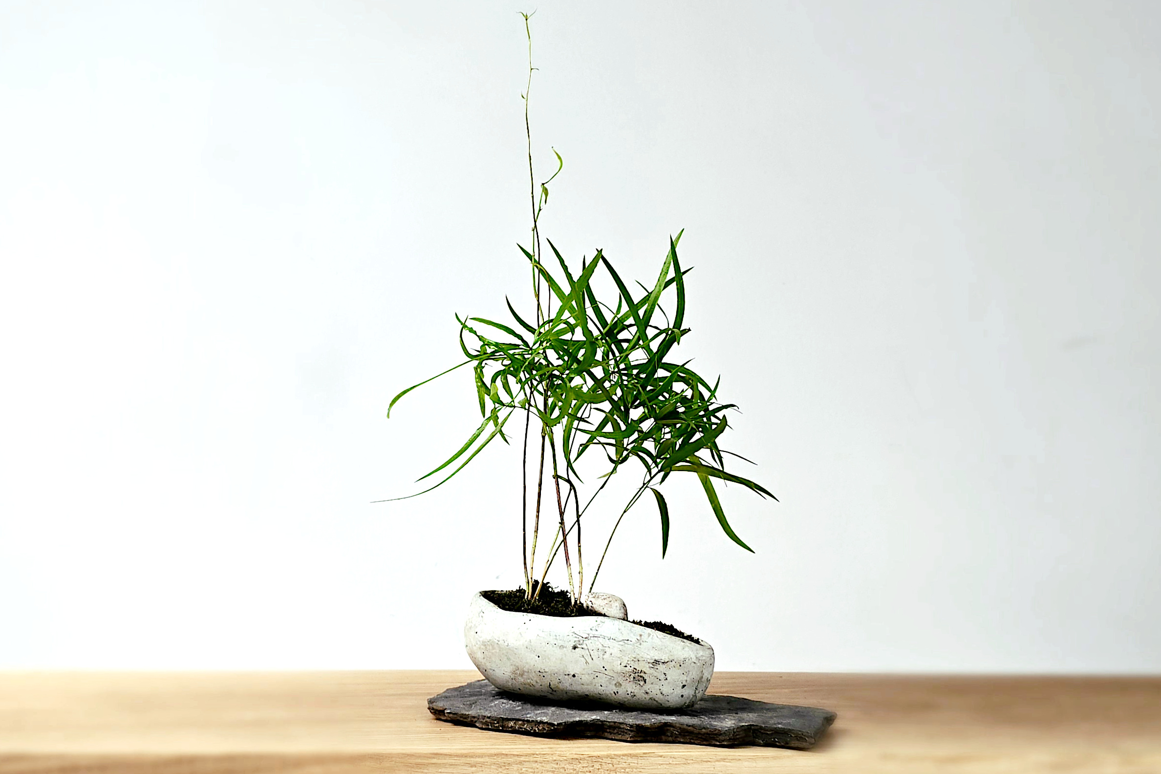 kusamono z asparagusem dekoracja roślinna handmade