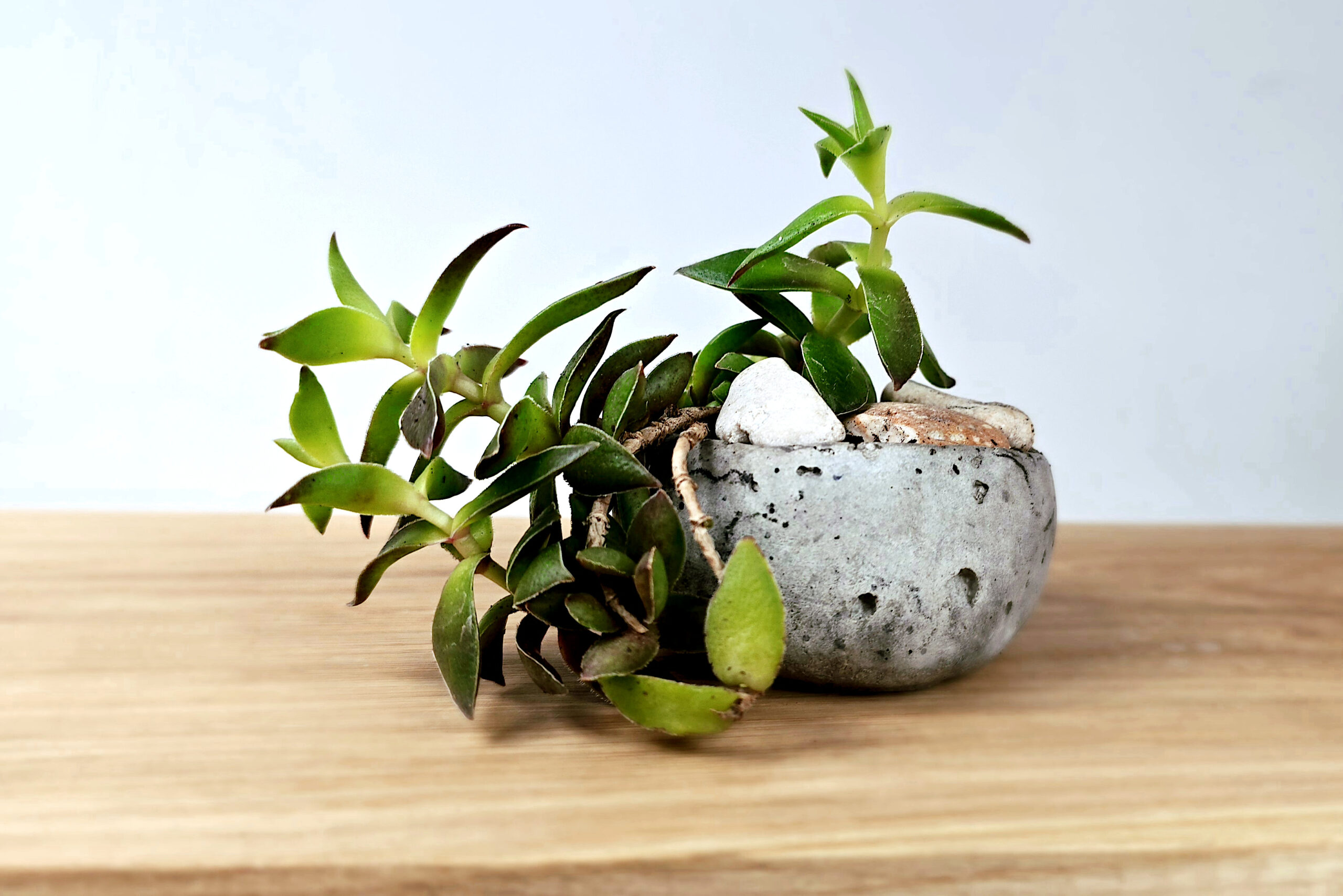 kusamono z gruboszem dekoracja do wnętrza