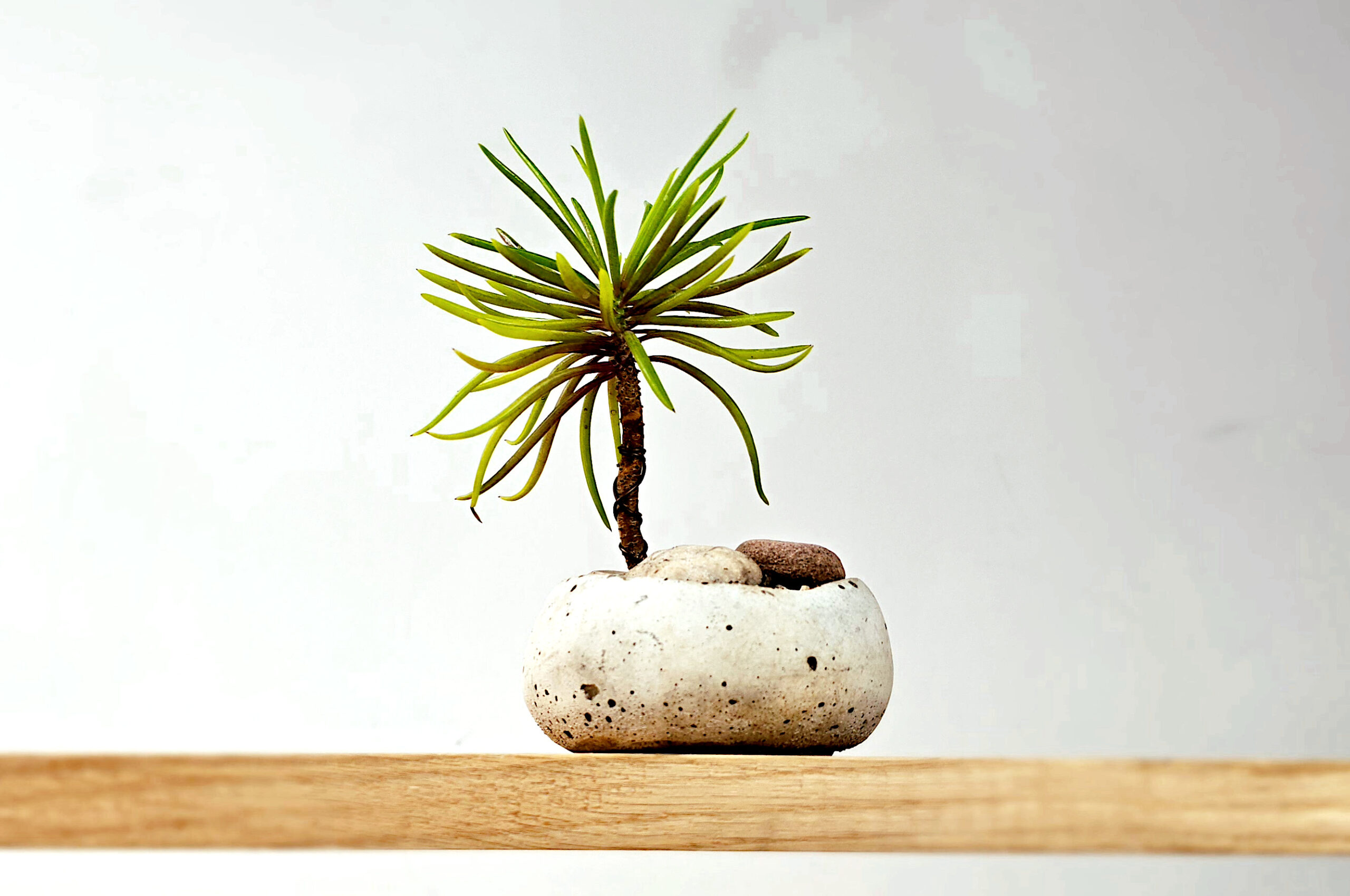 kusamono - roślinne dekoracje w japońskim stylu