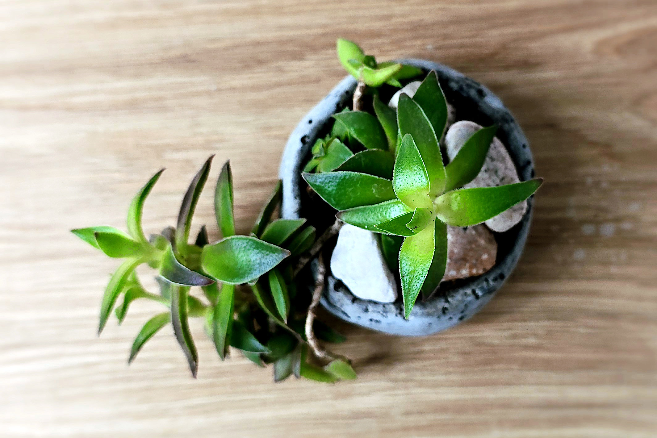 kusamono z gruboszem - roślinna dekoracja do wnętrza