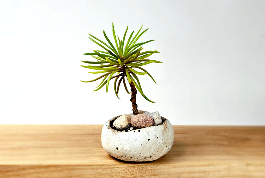 kusamono - japońska miniatura roślinna