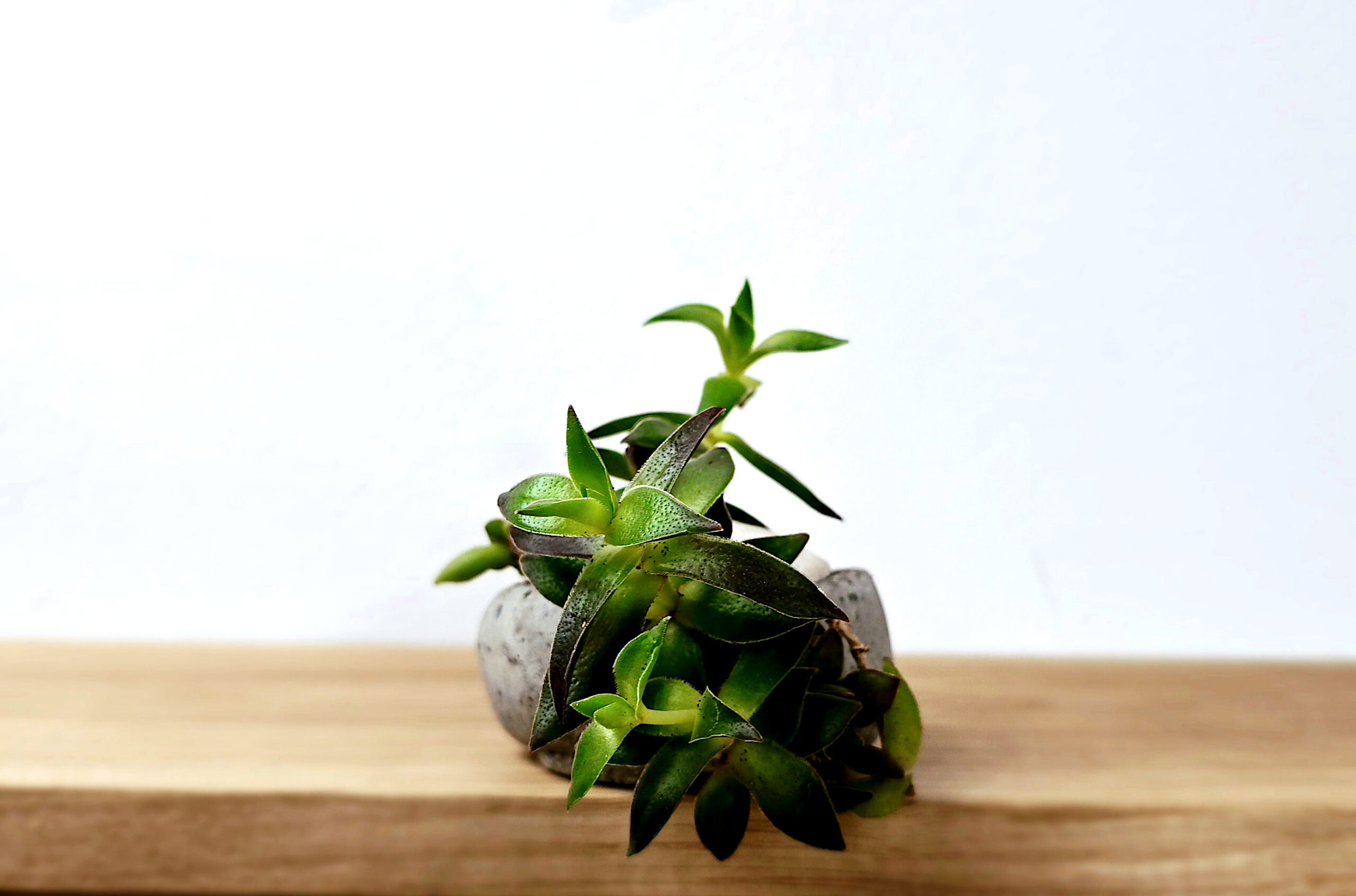 japońska miniatura roślinna - kusamono z sukulentem