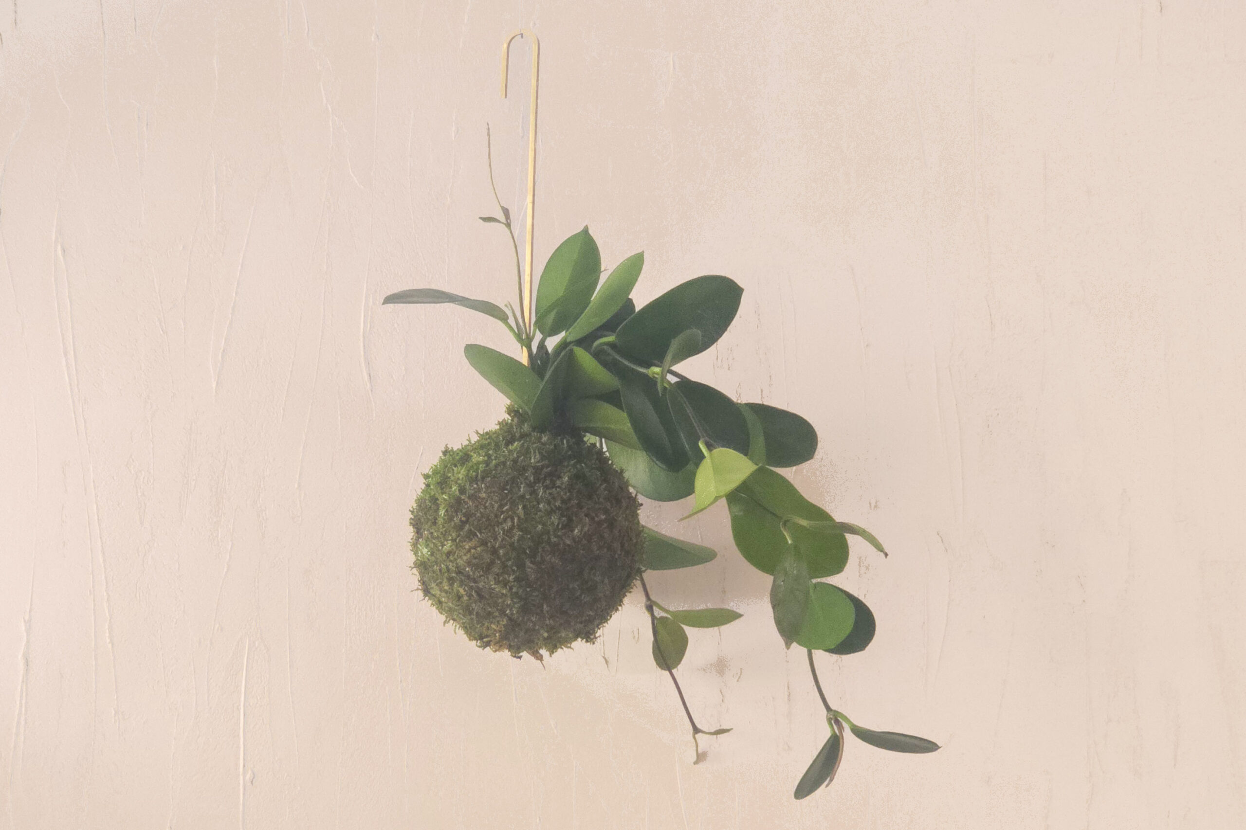 kokedama handmade na mosiężnym haczyku