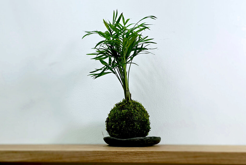 Kokedama z chamedorą ustawiona na betonowej podstawce