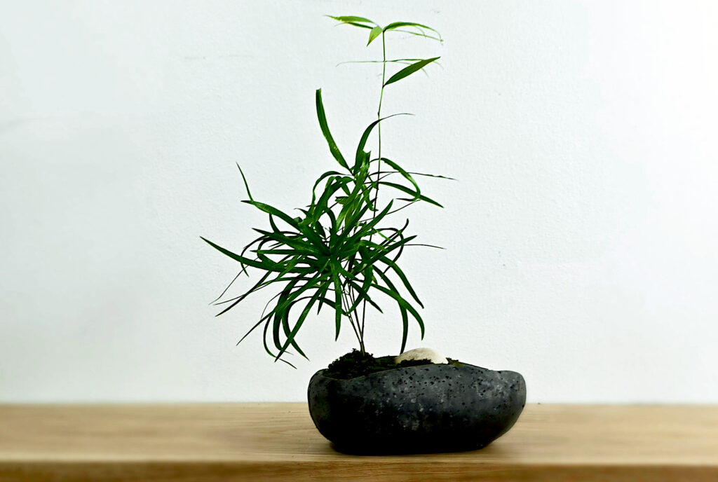 Ręcznie wykonana kompozycja roślinna - kusamono z asparagusem