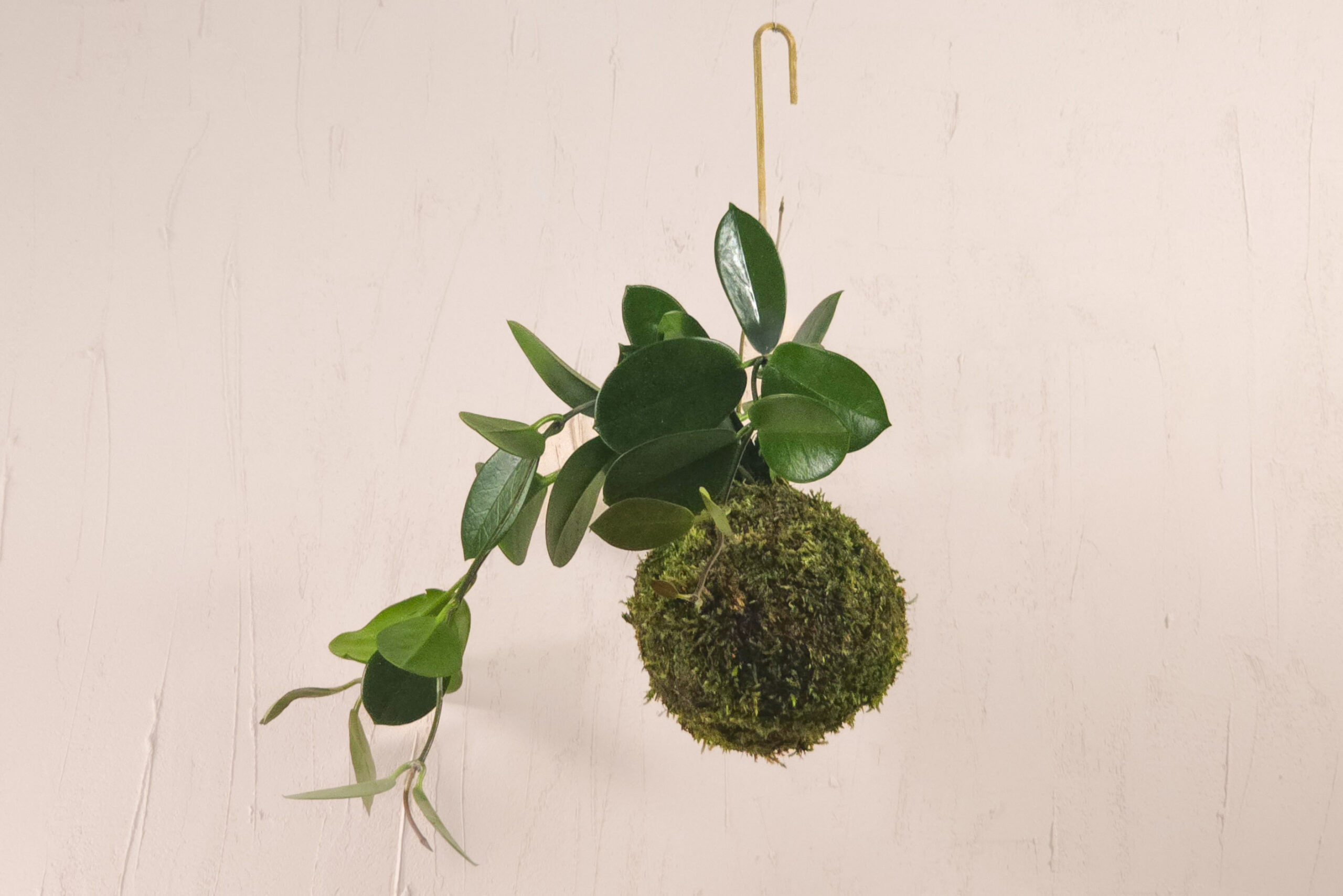 kokedama z hoją wisząca dekoracja do wnętrza