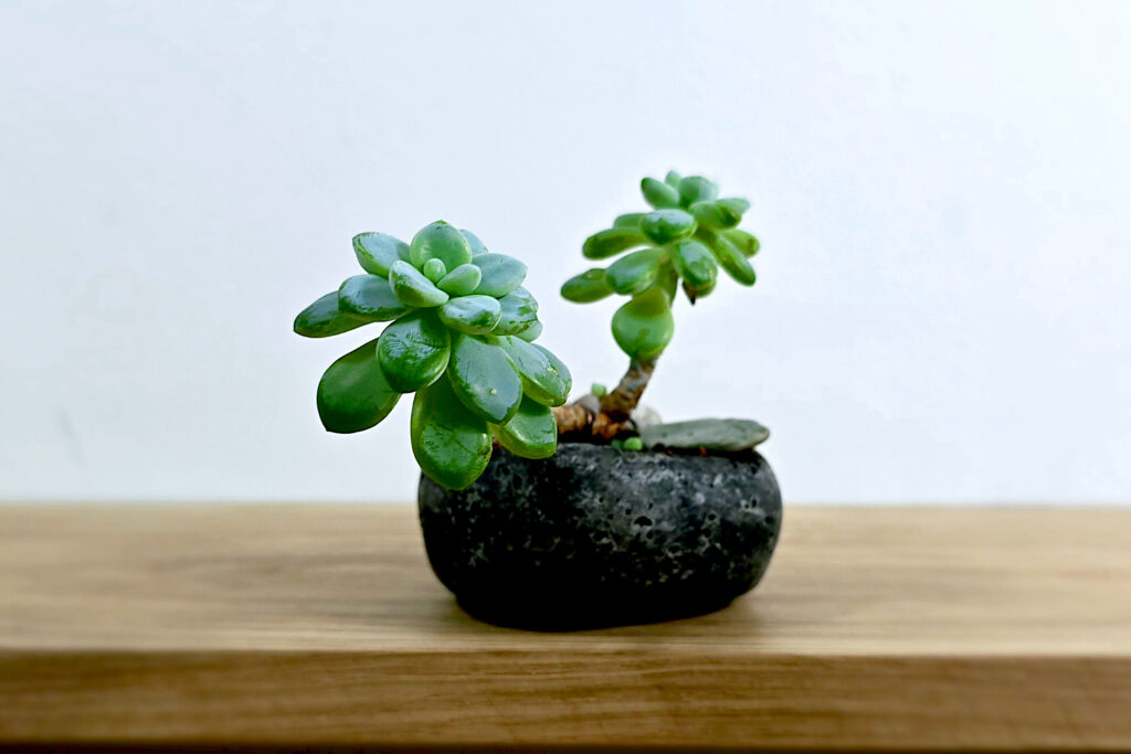 Kusamono z sukulentem - tradycyjna japońska kompozycja w nowoczesnym wydaniu
