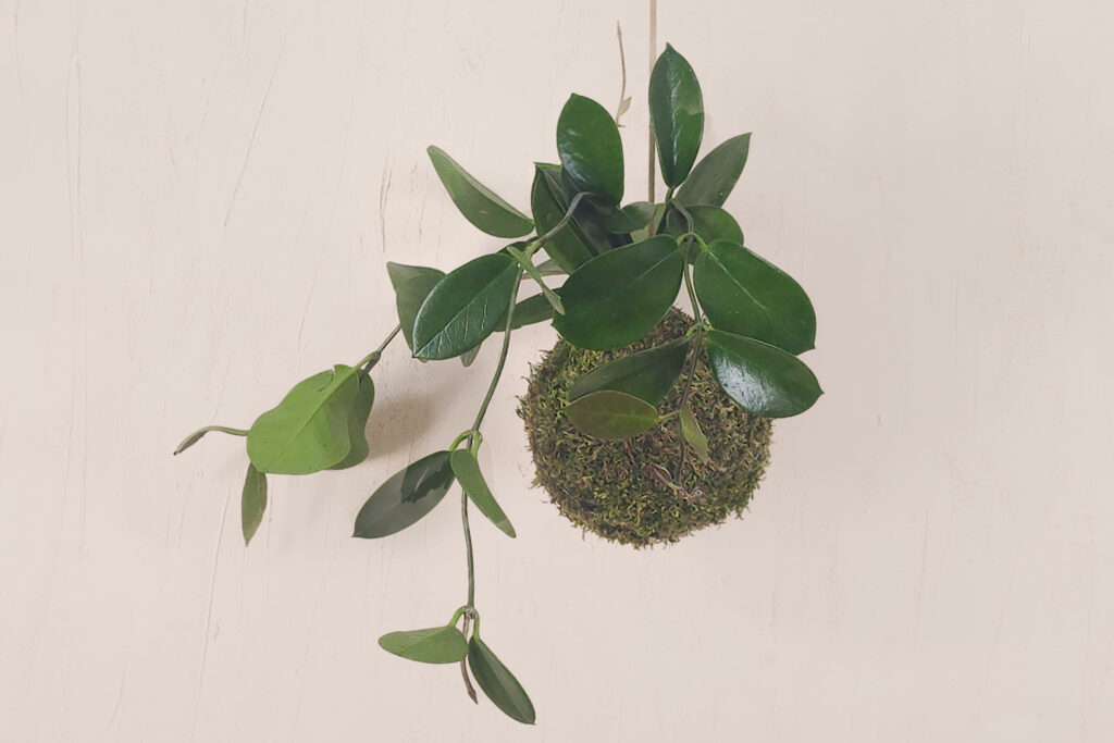 kokedama z hoją zawieszona na haczyku