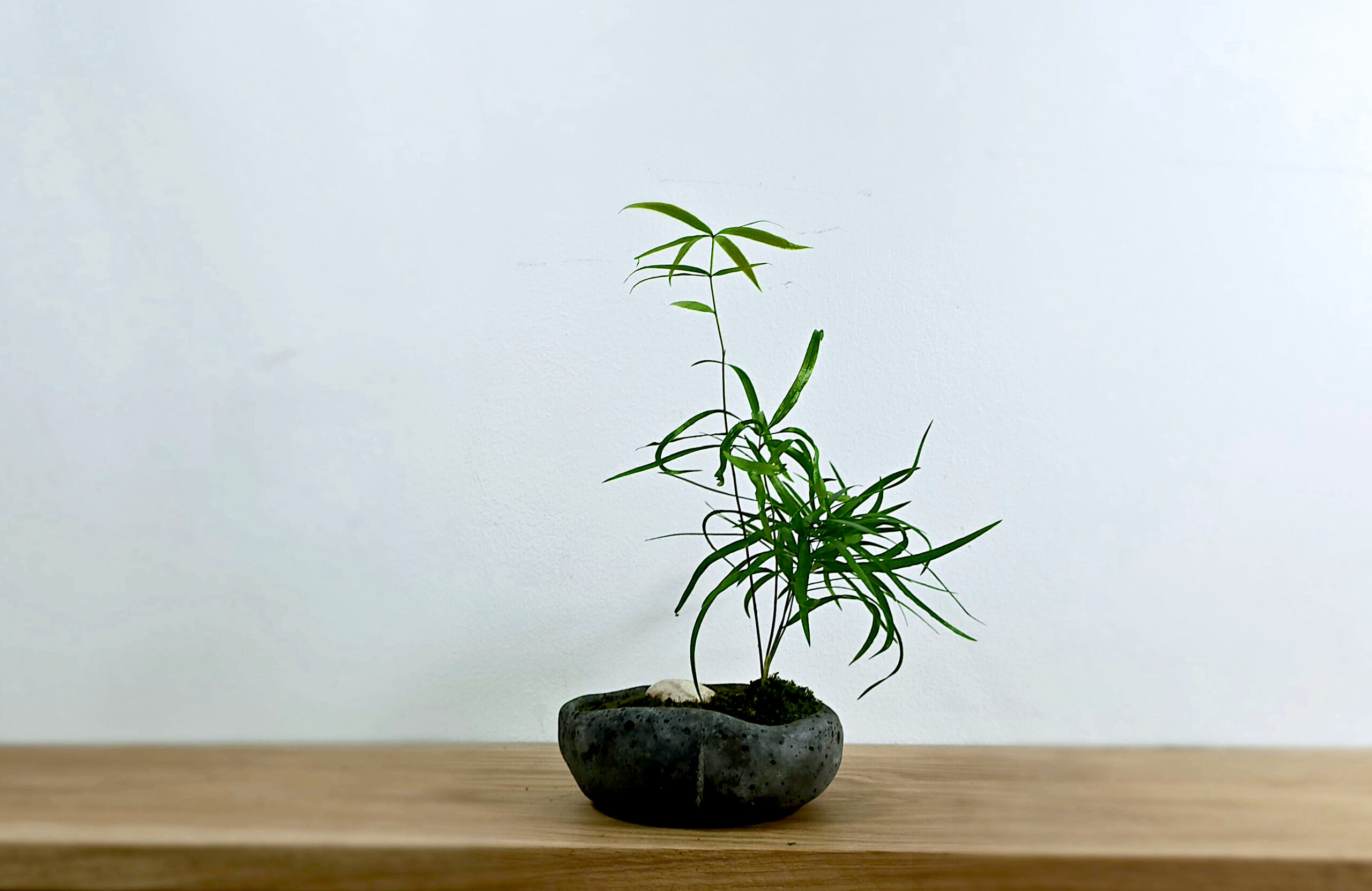 japońska kompozycja roślinna - kusmaono