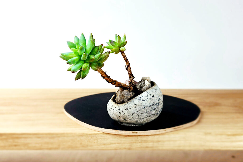 kompozycja roślinna kusamono z rozchodnikiem Morgana