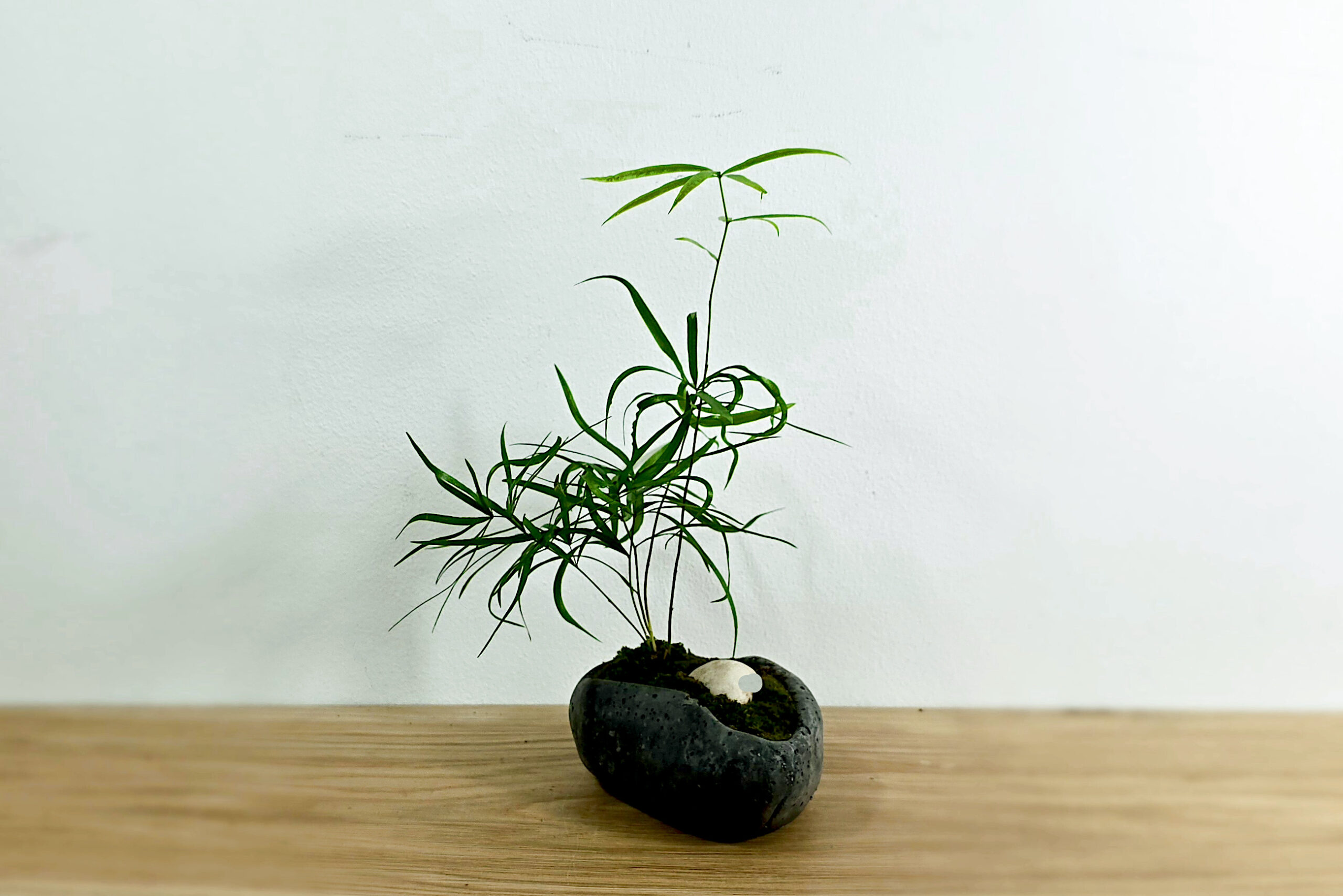 kusamono z asparagusem w betonowym naczyniu