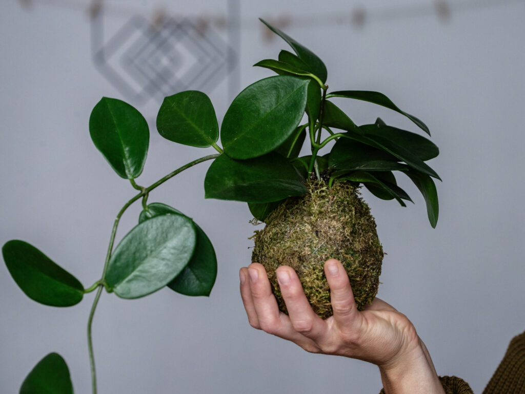 Wisząca kokedama zrobiona podczas warsztatów