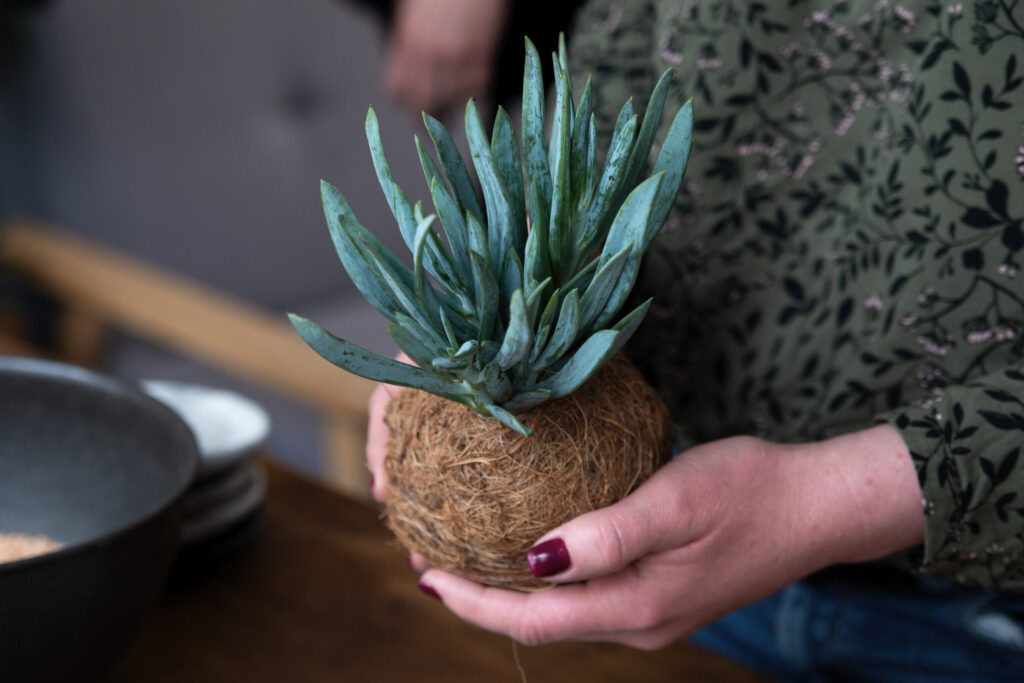 gotowa kokedama – wersja z sukulentem