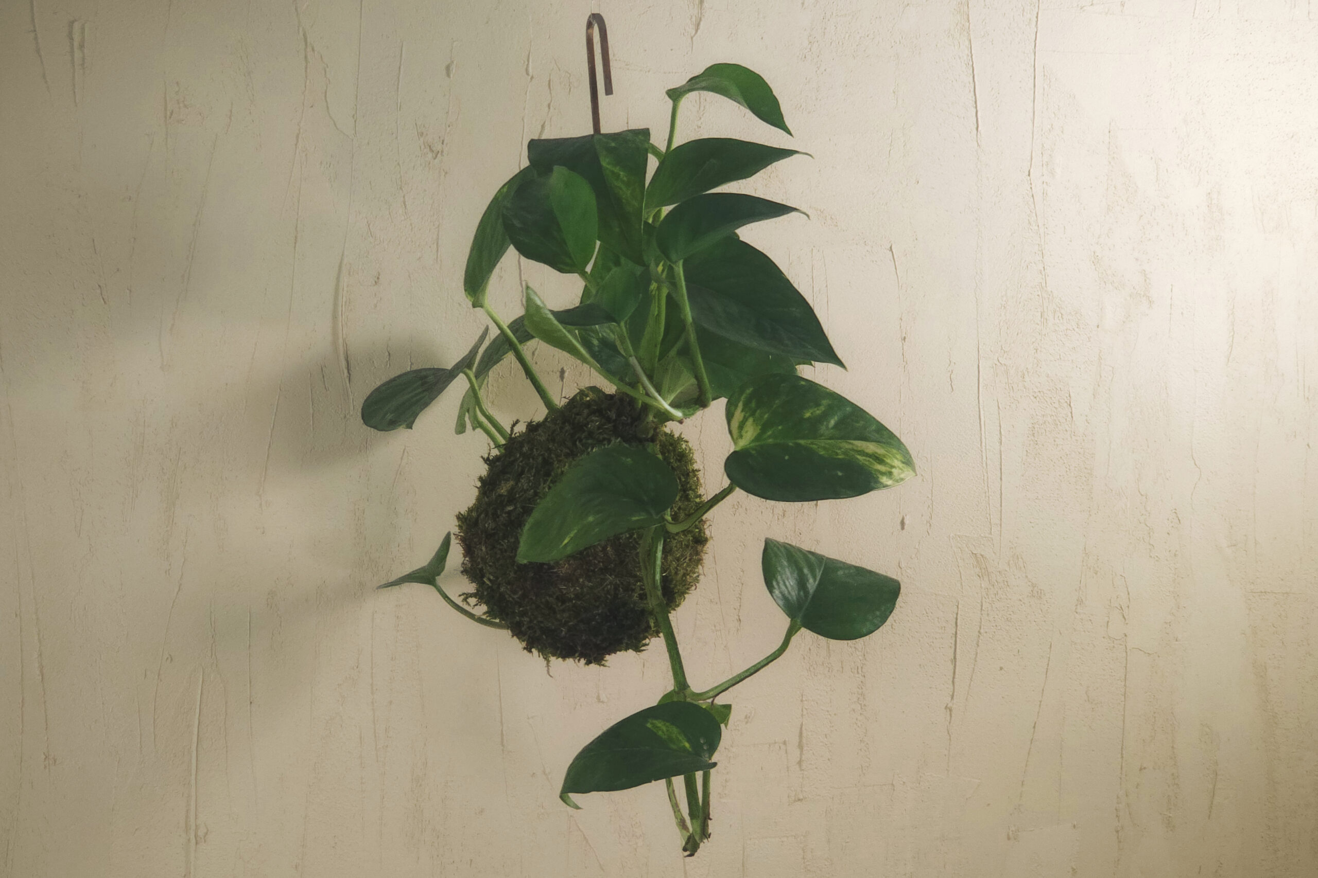 kokedama - japonska kompozycja roslinna do wnętrz