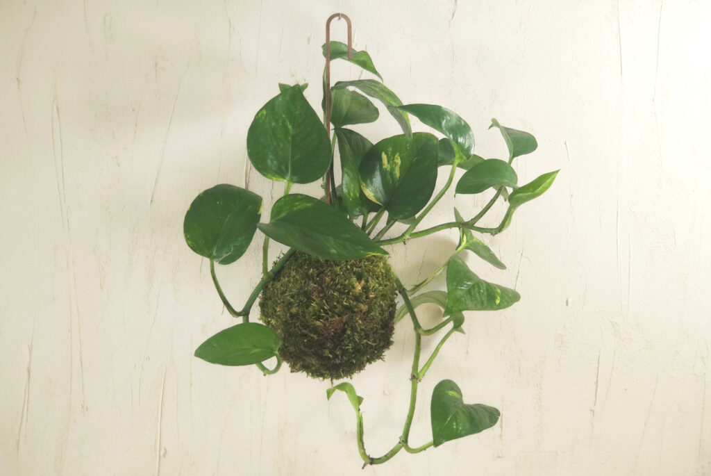 ręcznie zrobiona kompozycja roślinna - kokedama
