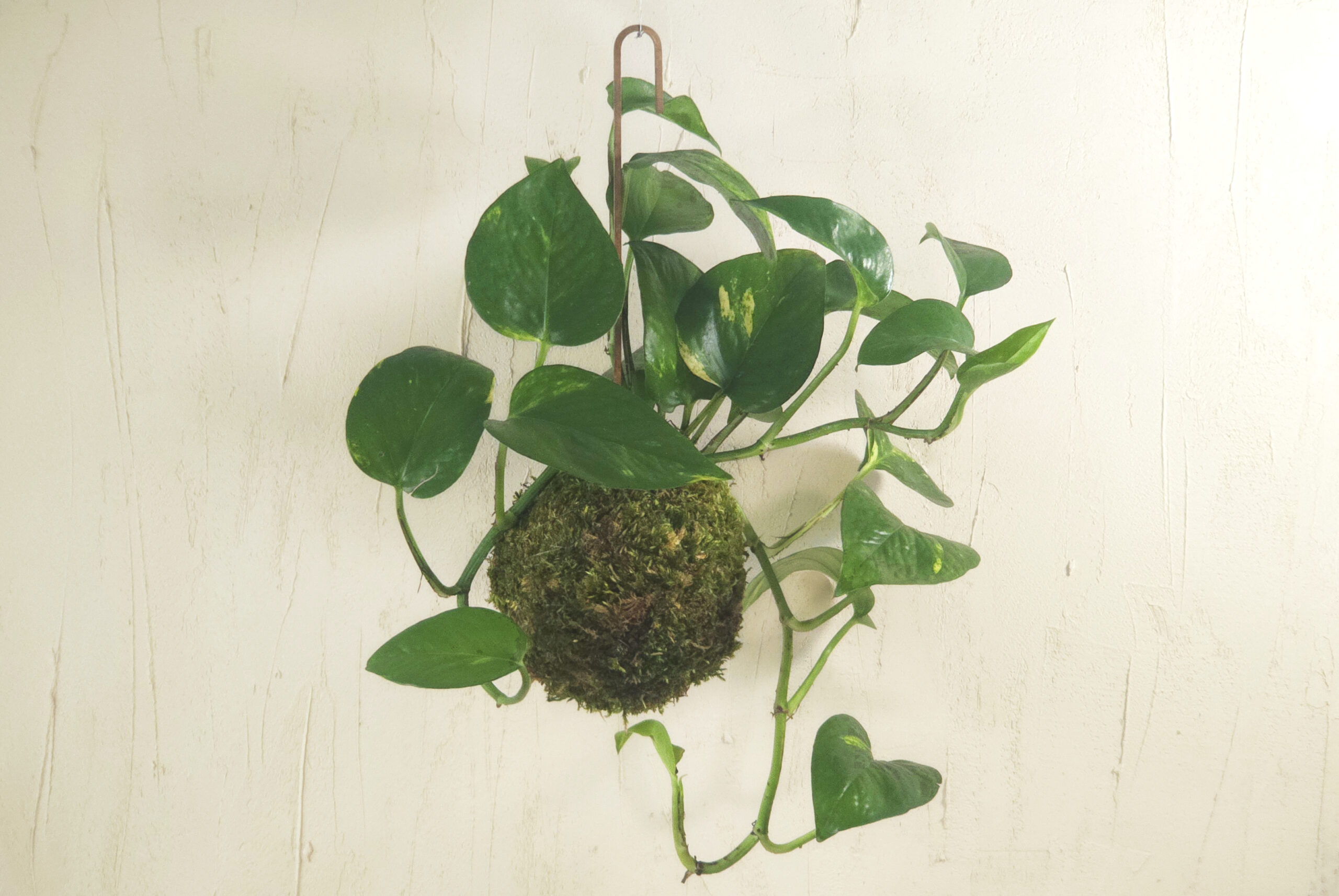 ręcznie zrobiona kompozycja roślinna - kokedama