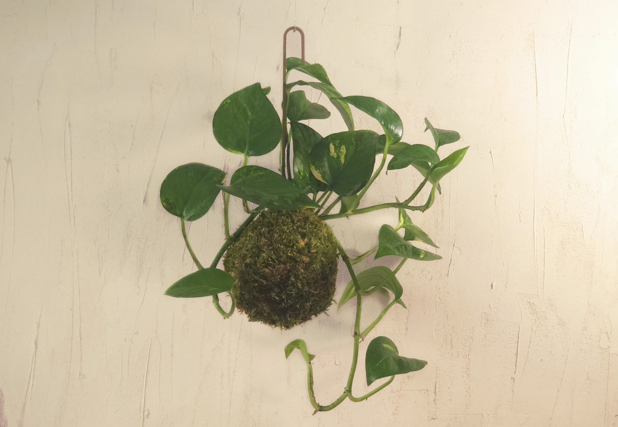 wisząca kokedama z epipremnum