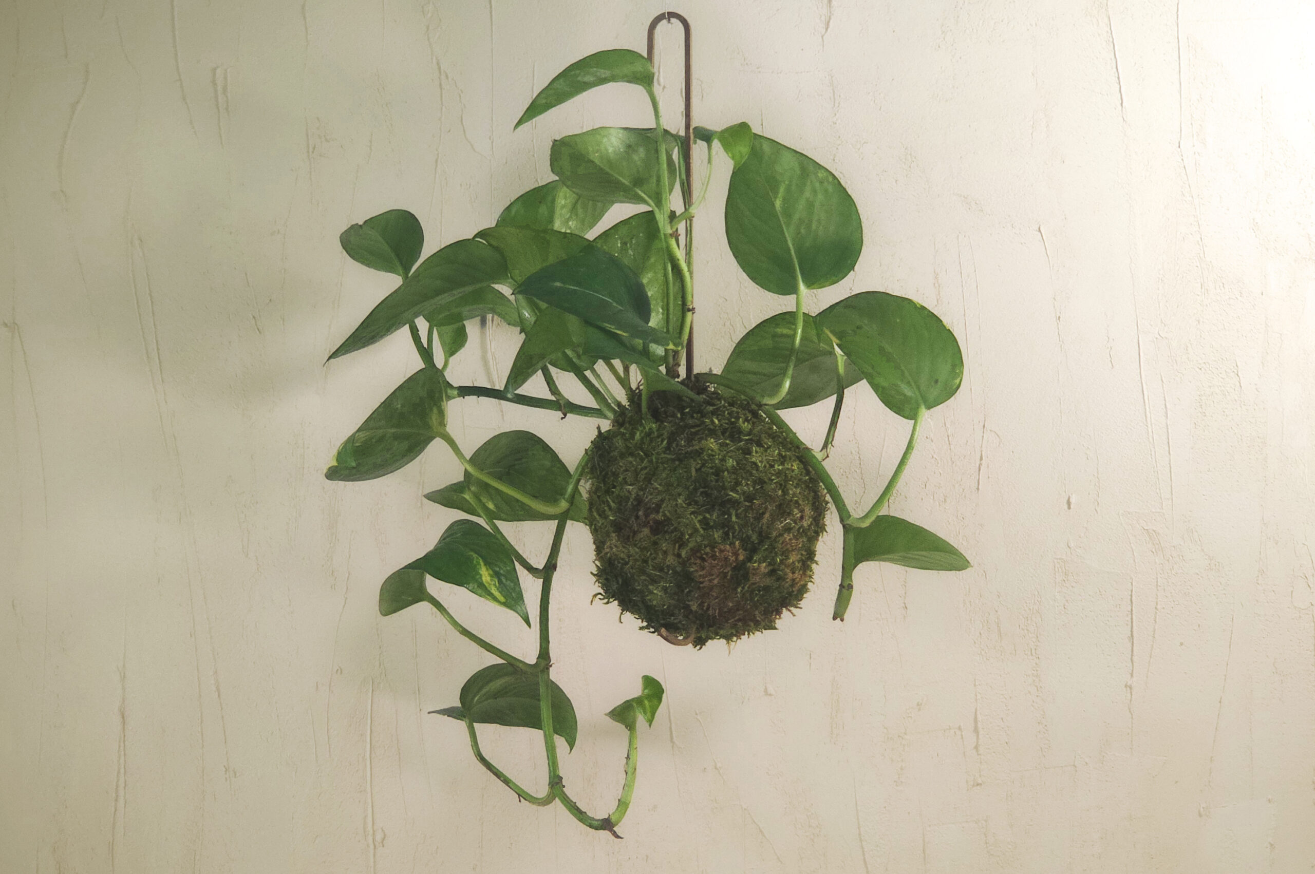 kokedama z epipremnum - japońska kompozycja roślinna