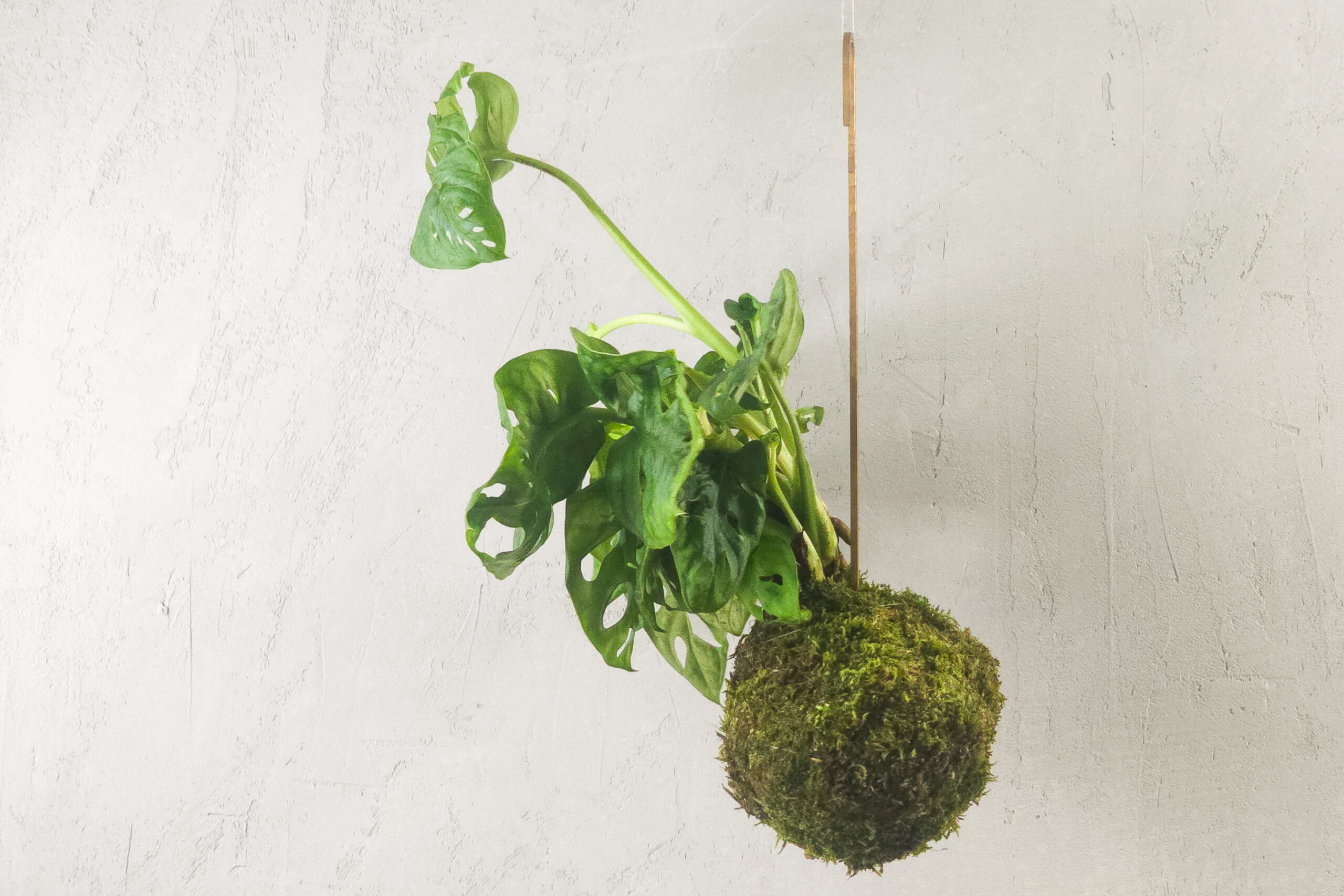 Kokedama z żywą monsterą adansona do wnętrz