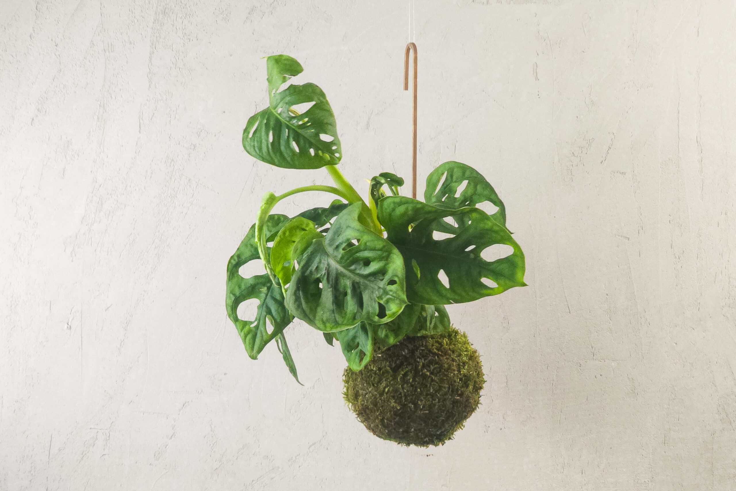 Monstera adansona w formie ręcznie wykonanej kokedamy