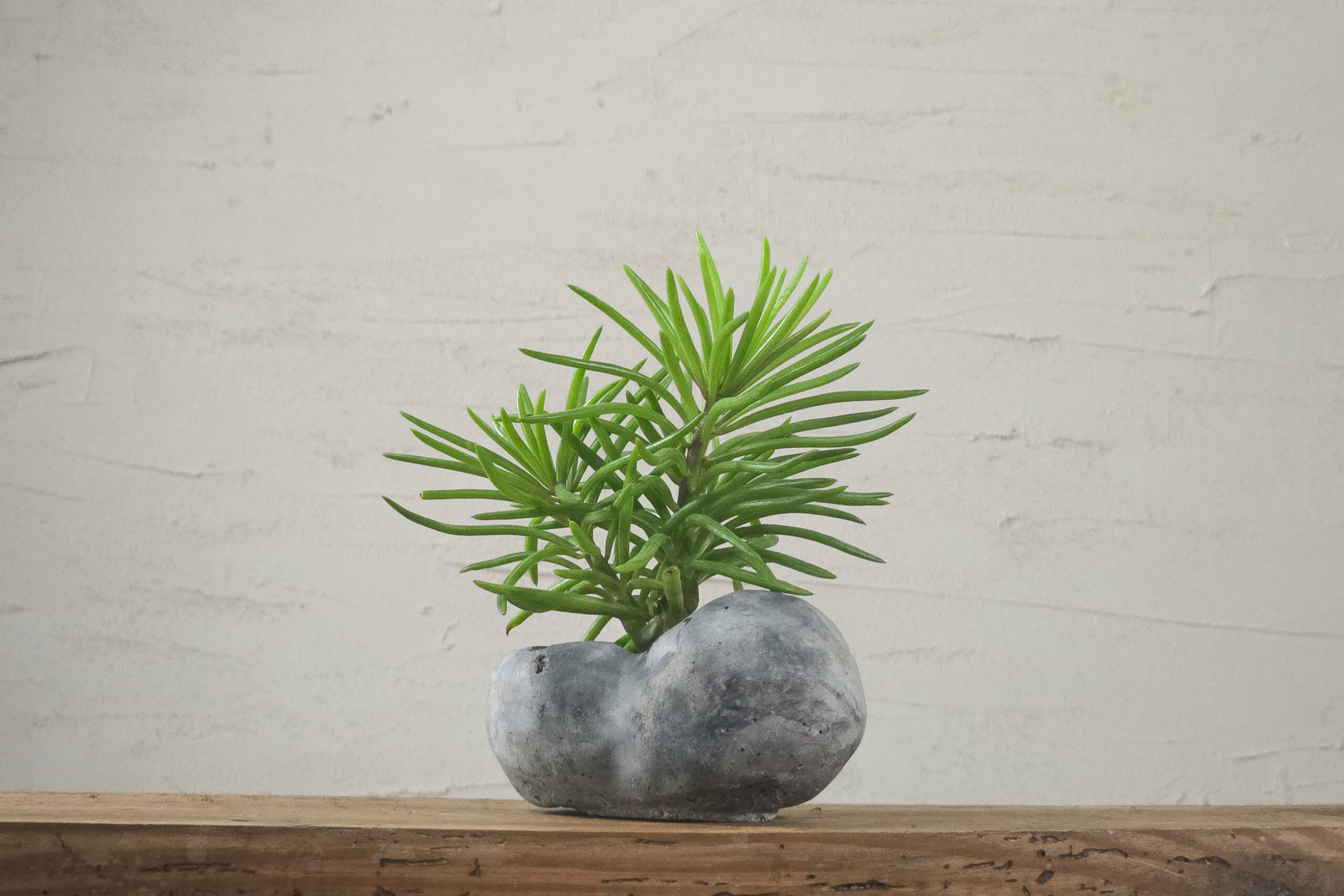 Sukulent Senecio archeri Himalaya w niewielkiej kompozycji kusamon