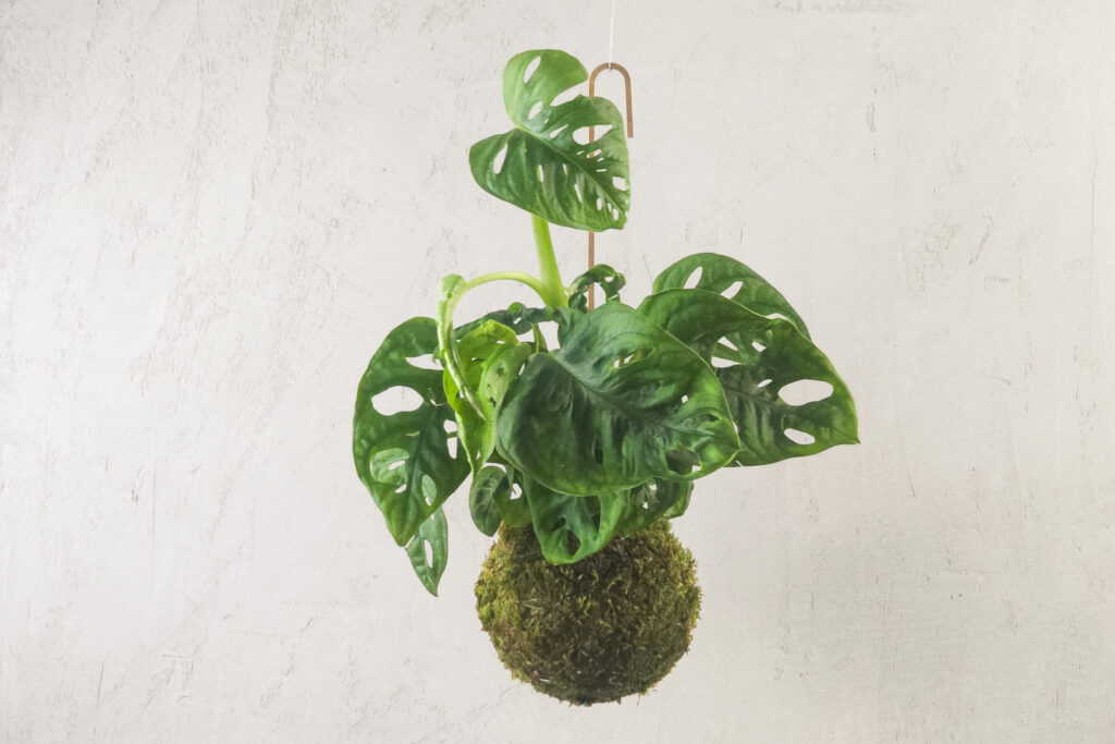 Kokedama z monsterą adansona zawieszona na mosiężnym haczyku