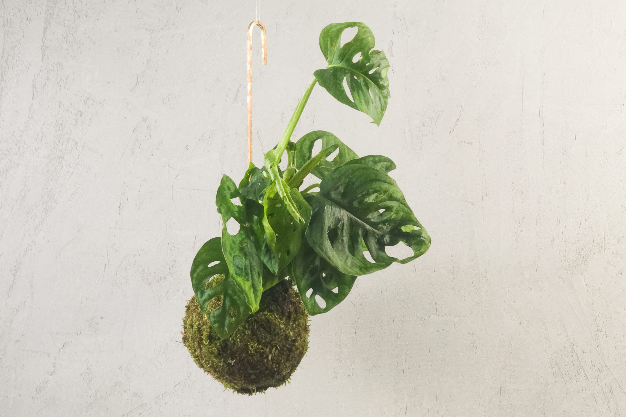 Monstera adansona w formie ręcznie wykonanej kokedamy