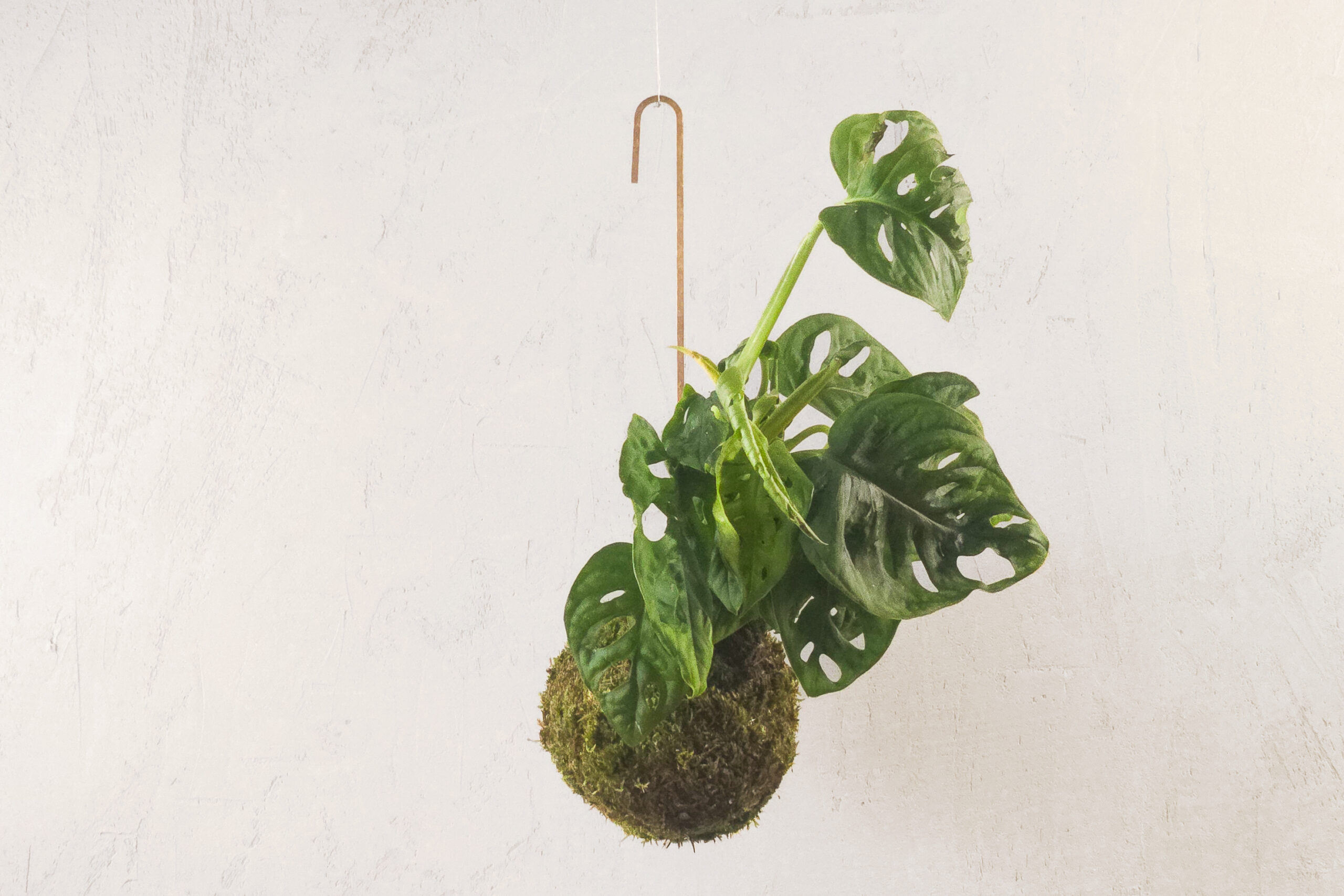 Kokedama z monsterą adansona w wersji wiszącej