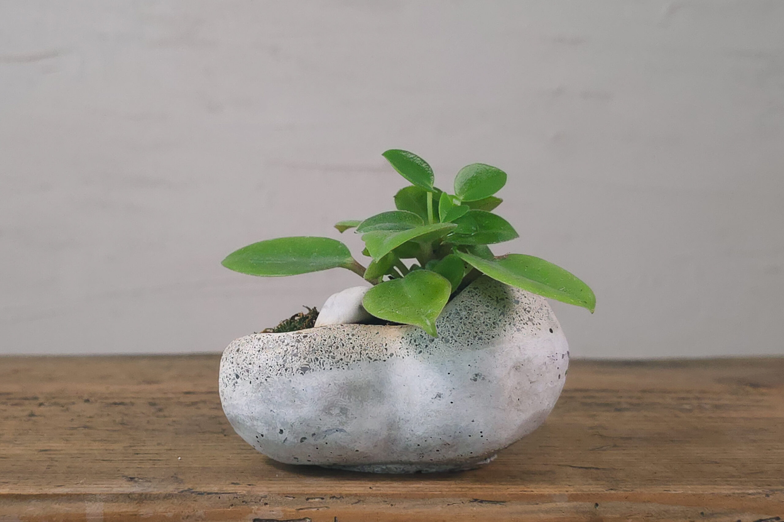 japonska miniatura roślinna - kusamono z peperomią